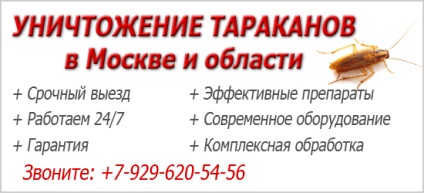 Auburn gândac de bucătărie - el e gândacul de bucătărie acasă (gândac) Auburn gândac de bucătărie - el e gândac acasă