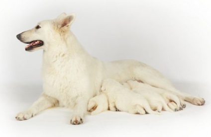 Nașterile Shepherd (Shepherd) Nașterile Shepherd