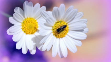 fotografii romaniță și imagini (color imagine) Fotografii și imagini Margarete