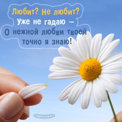 fotografii și imagini Daisies (imagini de pe desktop) Fotografii și imagini Margarete