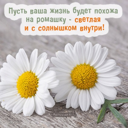 Margarete imagini și fotografii (buchet de fotografie margarete) Fotografii și imagini Margarete