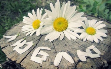 fotografii și imagini Daisies (imagini de pe desktop) Fotografii și imagini Margarete