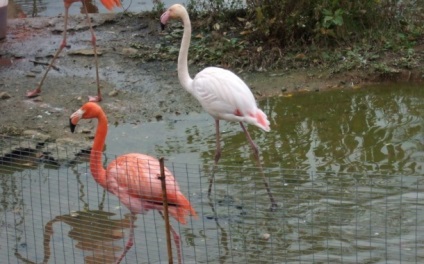 flamingo roz