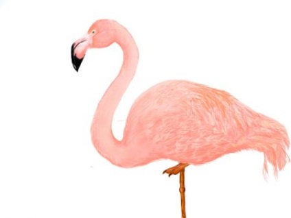 Comportamentul Flamingo (mai ales) comportamente Flamingo