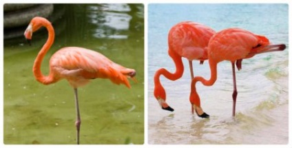 Comportamentul Flamingo (comportament) comportamente Flamingo