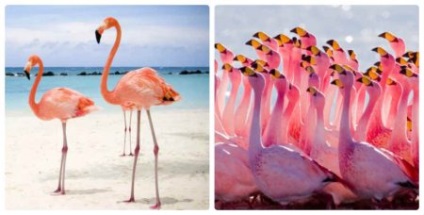 Comportamentul Flamingo (comportament) comportamente Flamingo