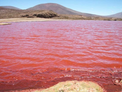 Lacul roz în Senegal Retba (15 poze)