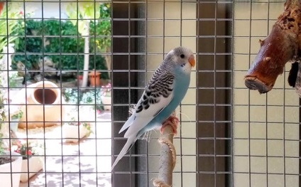 Vărsături perus, cereale bolnav (foto și video) (papagal) Vărsături perus, cereale bolnav (foto și video)