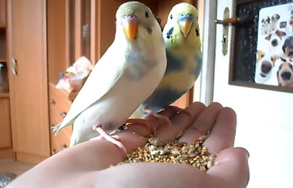 Vărsături perus, cereale bolnav (foto și video) (site-ul de două picioare) Vărsături perus, cereale bolnav (foto și video)