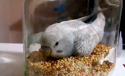 Vărsături perus, cereale bolnav (foto și video) (papagal) Vărsături perus, cereale bolnav (foto și video)