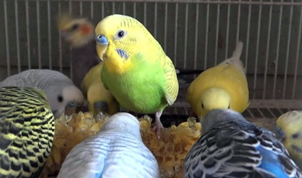 Vărsături perus, cereale bolnav (foto și video) (site-ul de două picioare) Vărsături perus, cereale bolnav (foto și video)