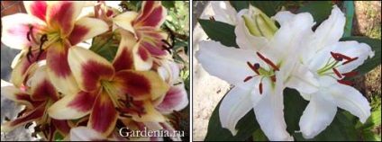 Grădinăritului din nord (site-ul Gardenia Garden) Grădinăritului din nord