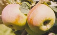 Garden Shubina - răsaduri, răsaduri, pomi mari în Novosibirsk (semințe) Grădină Shubina - răsaduri, răsaduri, copaci mari în Novosibirsk