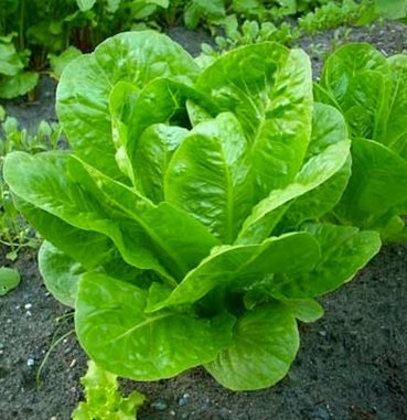 Salata - salata pe un pervaz (sol) Salata - salata verde pe un pervaz