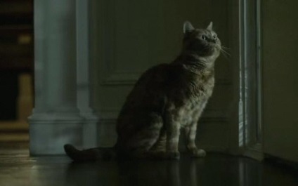 Cele mai renumite filme care au pisica rosu (este) Cele mai renumite filme care au pisică roșu