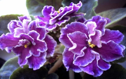 Cele mai frumoase violete din lume (violet) Cele mai frumoase violete din lume