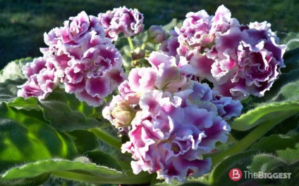 Cele mai frumoase violete din lume (frumos) Cele mai frumoase violete din lume