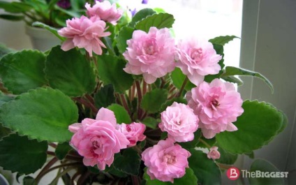 Cele mai frumoase violete din lume (frumos) Cele mai frumoase violete din lume