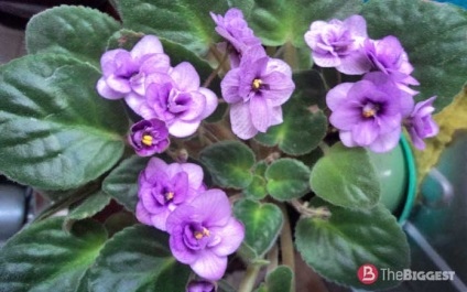 Cele mai frumoase violete din lume (frumos) Cele mai frumoase violete din lume