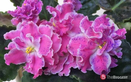 Cele mai frumoase violete din lume (violet) Cele mai frumoase violete din lume