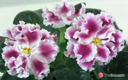 Cele mai frumoase violete din lume (frumos) Cele mai frumoase violete din lume