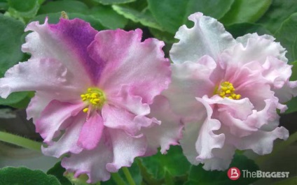 Cele mai frumoase violete din lume (violet) Cele mai frumoase violete din lume