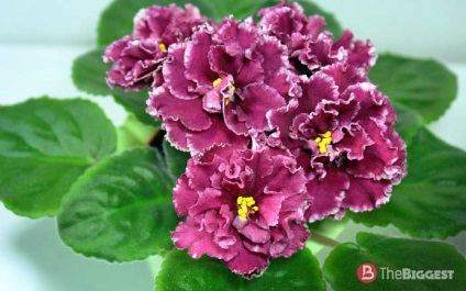 Cele mai frumoase violete din lume (violet) Cele mai frumoase violete din lume
