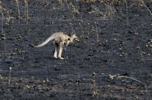 Cele mai mari incendii forestiere și urbane