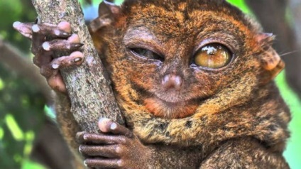 Animalele cele mai neobișnuite, fapte interesante (animale) Animalele cele mai neobișnuite, fapte interesante