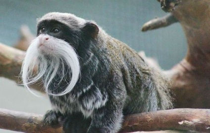 Animalele cele mai neobișnuite, fapte interesante (câini ciobănești din Ungaria) Animalele cele mai neobișnuite, fapte interesante
