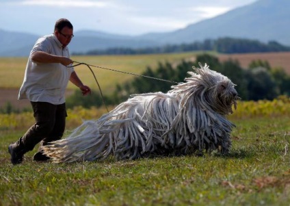 Animalele cele mai neobișnuite, fapte interesante (cele mai multe) Animalele cele mai neobișnuite, fapte interesante