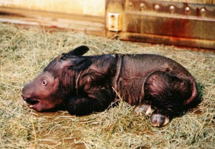 Cele mai multe lumi neobișnuite animale (neobișnuit) Animalele cele mai neobișnuite ale lumii