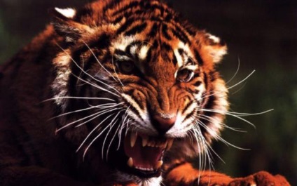 Cele mai puternice mușcăturile din regnul animal (atmosfere Forța de musca) Cele mai puternice mușcăturile din lumea animala
