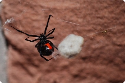 Cele mai otrăvitoare păianjeni din lume (alte insecte, păianjeni) Cele mai otrăvitoare păianjeni din lume