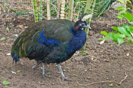 Feminin și masculin Peacock (feminin) Peacock feminin și masculin