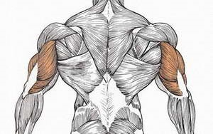 Cel mai bun exercițiu pe tricepsul pe barele (barele) Cel mai bun exercițiu pe triceps de pe bare