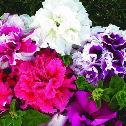 Secretele unui petunie frumos (Petunia) Secretele unui petunie frumos