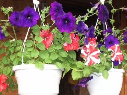 Secretele unui petunie frumos (Petunia) Secretele unui petunie frumos