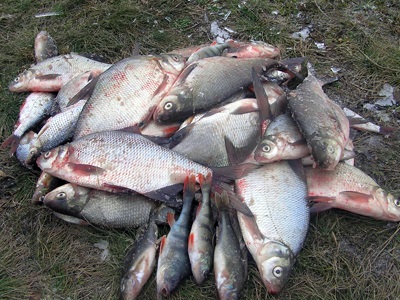 secrete de pescuit plătică în luna mai (rau) secrete de pescuit plătică în luna mai