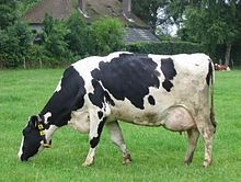Animale de fermă - o (bovine) Animale agricole - l