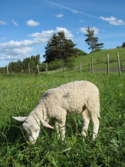 Animale de fermă - o (bovine) Animale agricole - l
