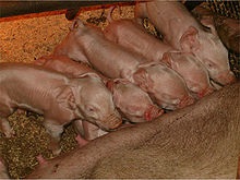 Animalele de fermă - ea (agricole) Animale agricole - l