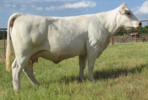 Efectivele de animale, afaceri agricole (de afaceri) Efectivele de animale, afaceri agricole