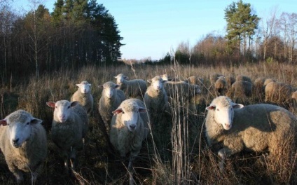 rasa Caucazului de Nord de oi - agroxxi (ovine) rasa caucaziană de Nord de oi - agroxxi