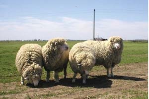 rasa Caucazului de Nord de ovine - agroxxi (animale) rasa caucaziană de Nord de oi - agroxxi