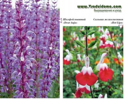 Sage (foto) de specii, de plantare și îngrijire (salvie) Sage (foto) de specii, de plantare și îngrijire