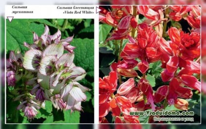 Sage (foto) de specii, de plantare și îngrijire (shuffle) Sage (foto) de specii, de plantare și îngrijire