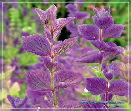 Sage (foto) de specii, de plantare și îngrijire (Salvia) Sage (foto) de specii, de plantare și îngrijire