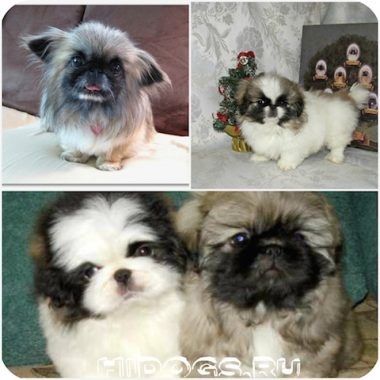 pui pechinez de îngrijire specială, caracter, formare (foto) (caracteristici) pui pechinez de îngrijire specială, caracter, formare (foto)