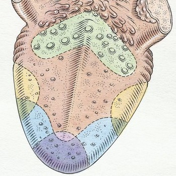 vârful limbii NIPs (sfat) Ciupit vârful limbii